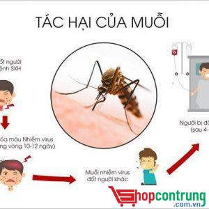 tác hại của muỗi