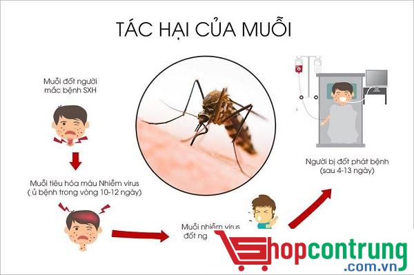 tác hại của muỗi