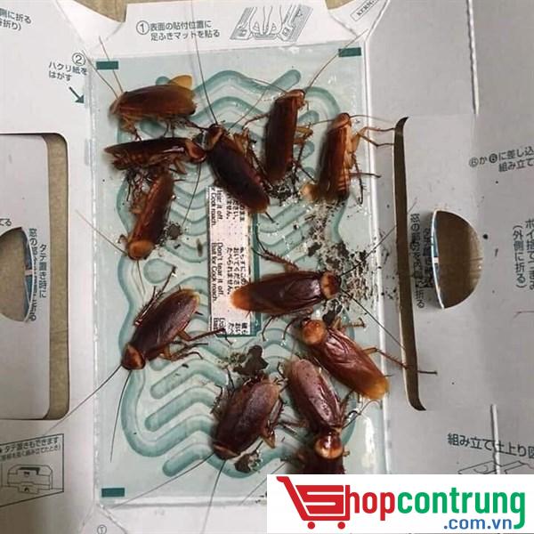 Keo bẫy côn trùng bò Keo bẫy côn trùng bò