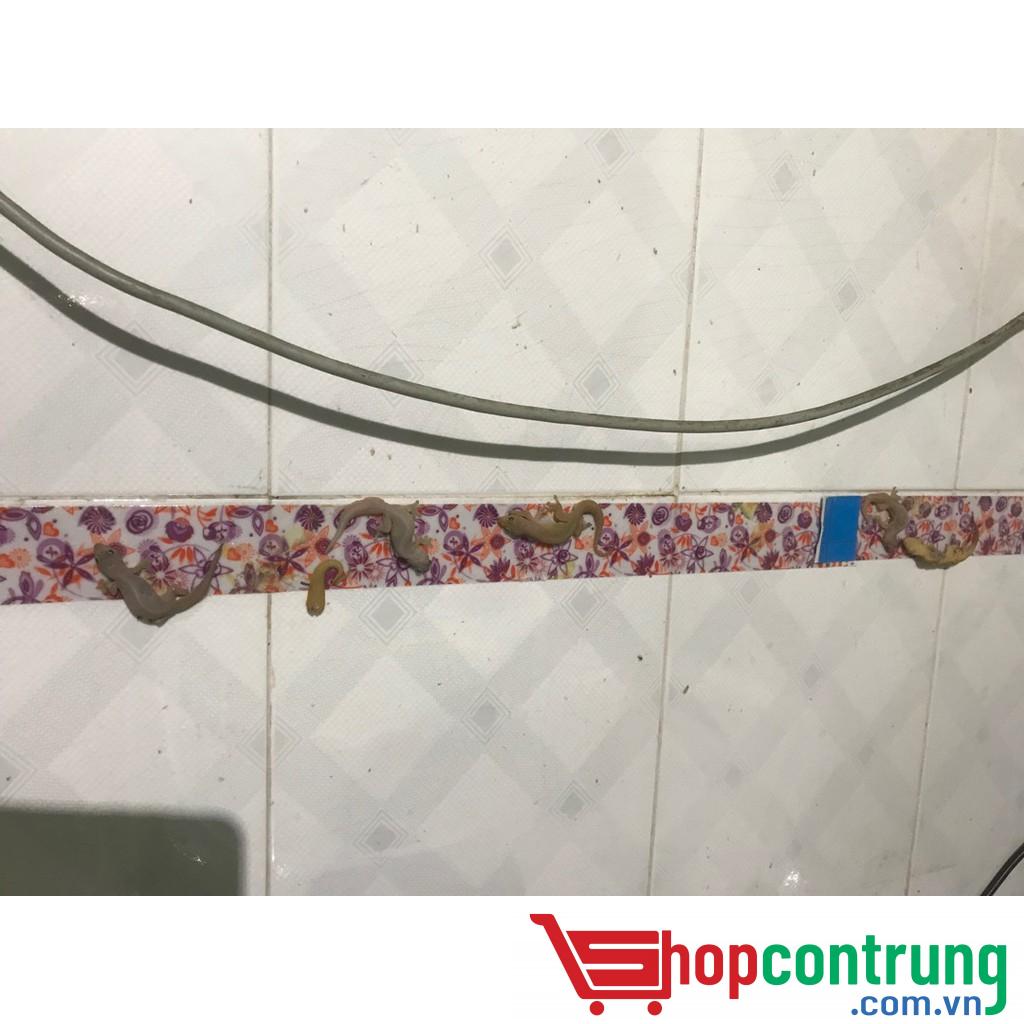 Keo bẫy thằn lằn- Ruồi số 1