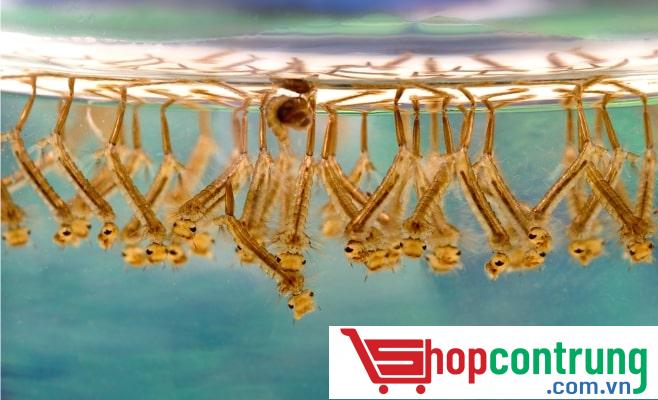 con lăng quăng con lăng quăng