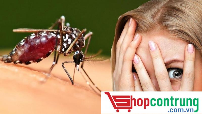 LỘT TRẦN những BÍ MẬT ít ai biết về con muỗi