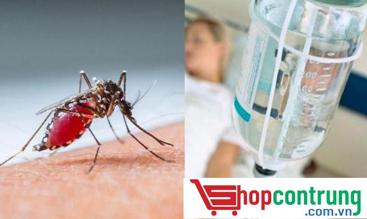 TOP #5 những căn bệnh chết người do con muỗi gây ra cho nhân loại
