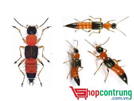 con kiến con kiến