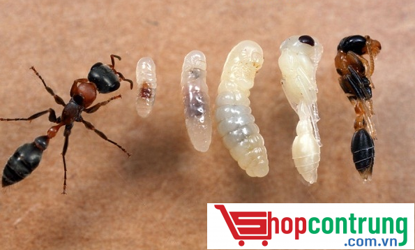 các con kiến các con kiến