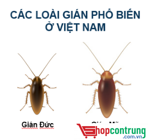 các loại gián