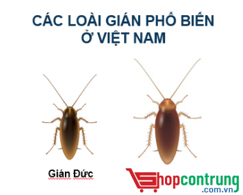 các loại gián các loại gián