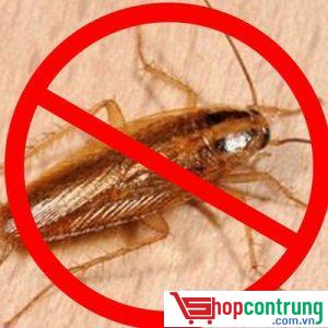 diệt gián.côn trùng gây hại