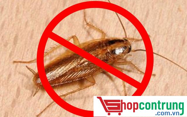 diệt gián.côn trùng gây hại diệt gián.côn trùng gây hại