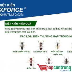 gel diệt kiến