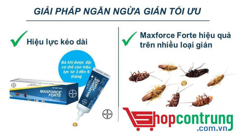 giải pháp diệt gián giải pháp diệt gián