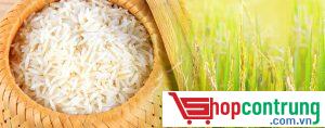 gạo ngon đất Việt