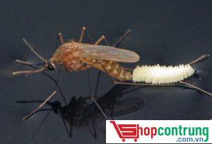 môi trường sinh sản của muỗi