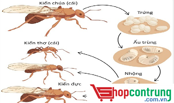vòng đời kiến vòng đời kiến