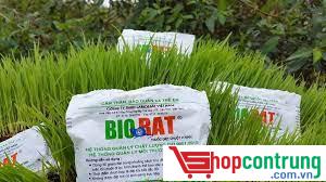 Thuốc diệt chuột BIORAT trên lúa Thuốc diệt chuột BIORAT trên lúa