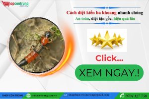 Cách diệt kiến ba khoang nhanh chóng- an toàn, diệt tận gốc, hiệu quả lâu