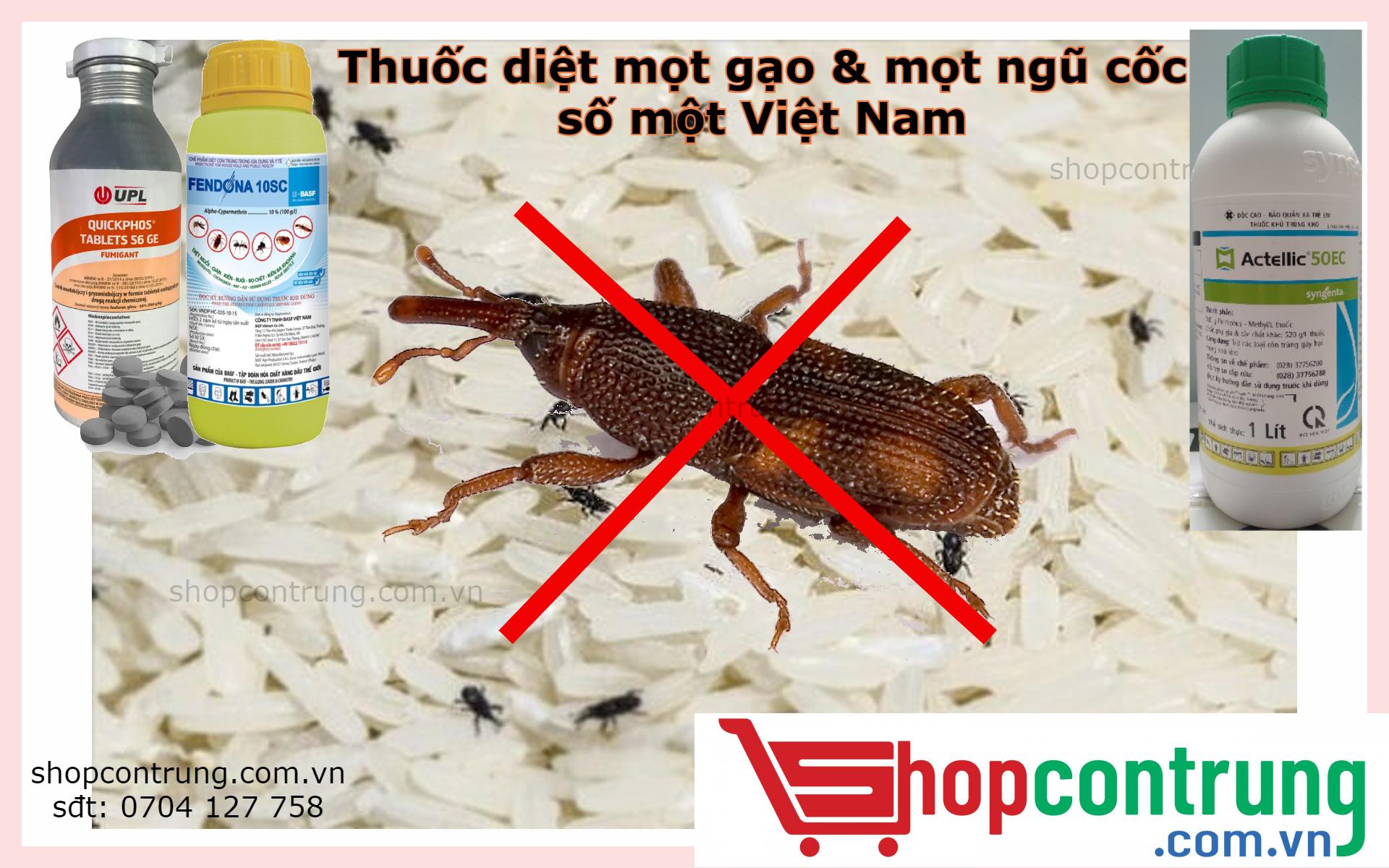 Diệt mọt trong gạo: Cách đơn giản và hiệu quả cho mọi gia đình