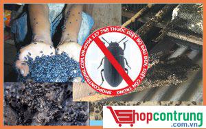 Thuốc diệt bọ đậu đen tại Gia Lai