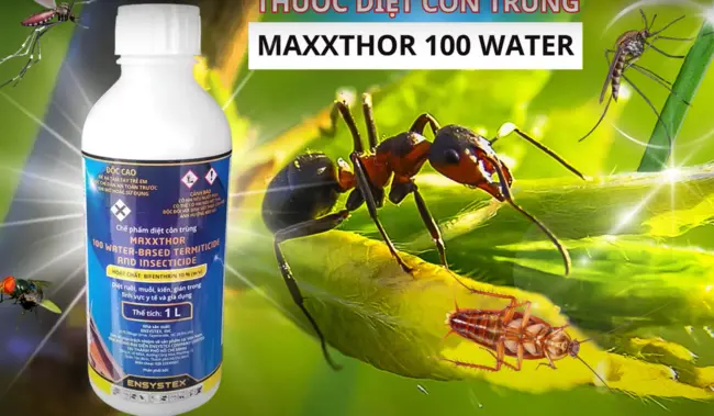 Maxxthor 100 diệt muỗi côn trùng hiệu quả