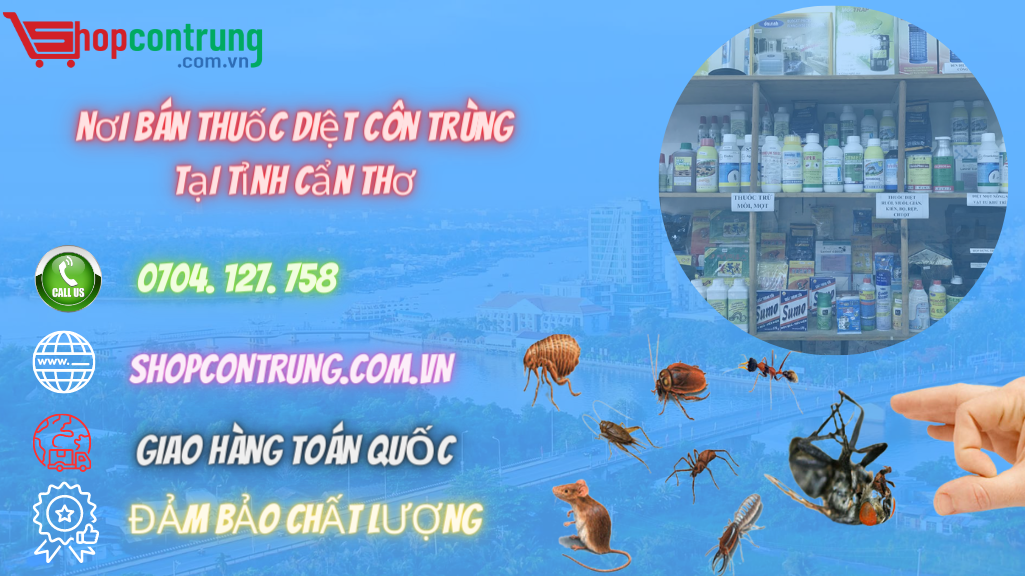 Cách lựa chọn và sử dụng thuốc diệt mối hiệu quả tại Cần Thơ.