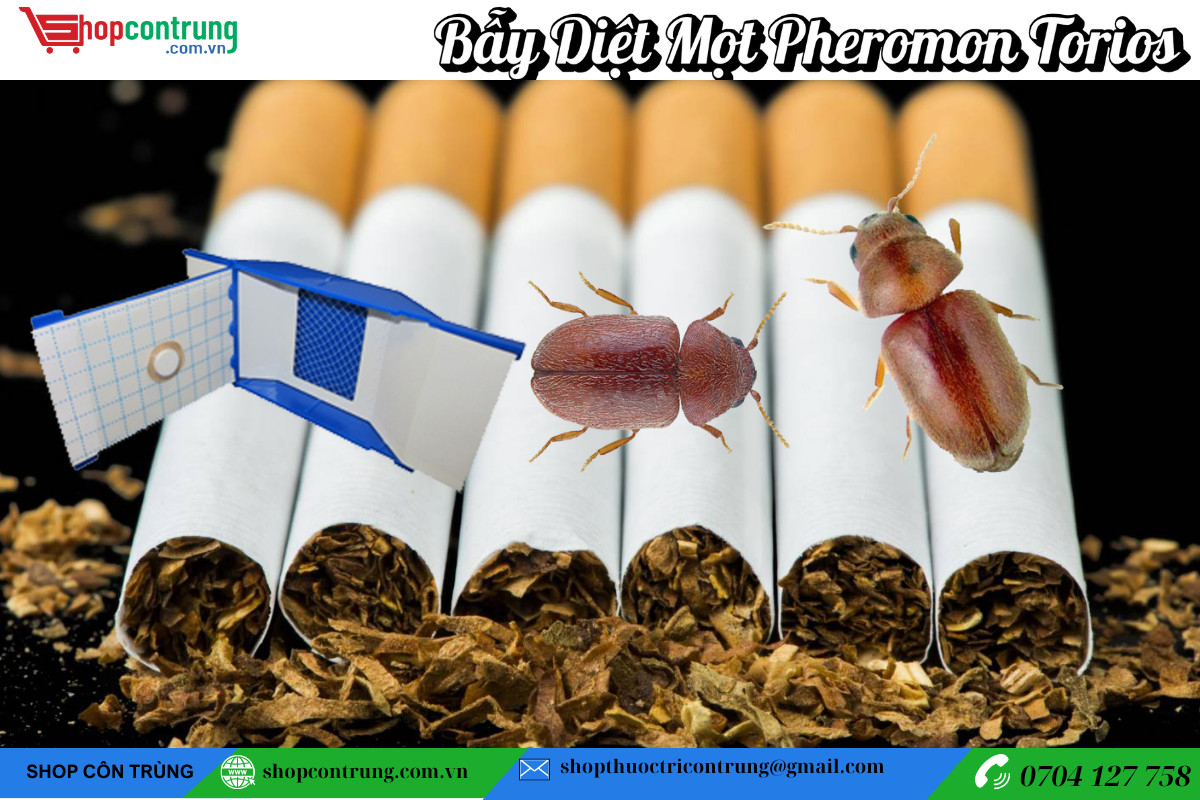 Bẫy Diệt Mọt Pheromon Torios (2)