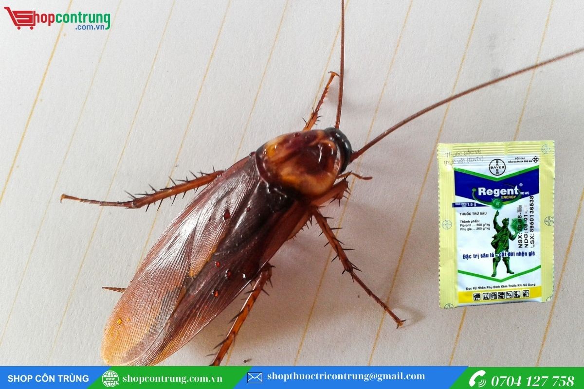 Thuốc diệt kiến gián Regent