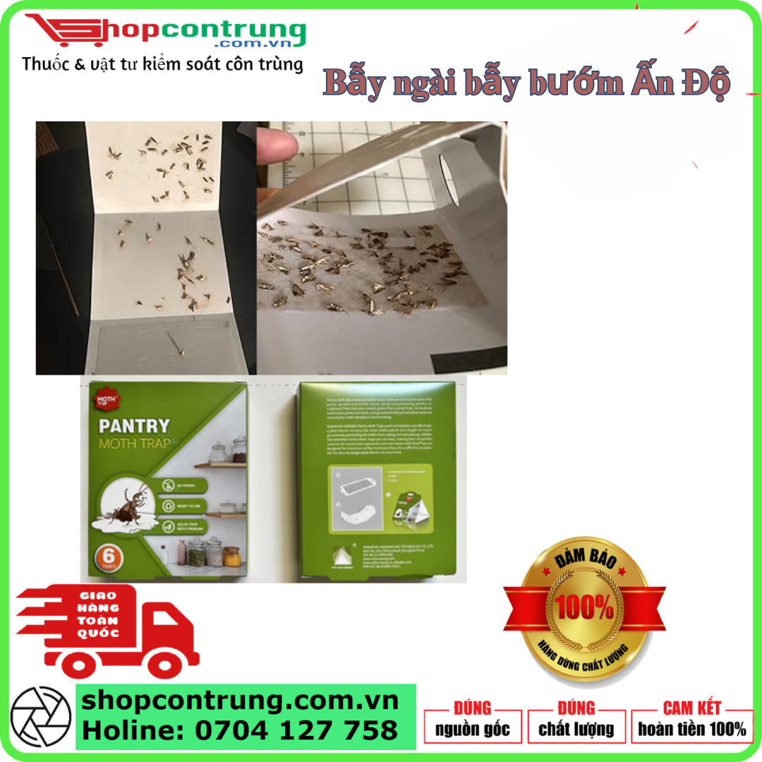 Bẫy ngài bẫy bướm Ấn Độ Bẫy ngài bẫy bướm Ấn Độ