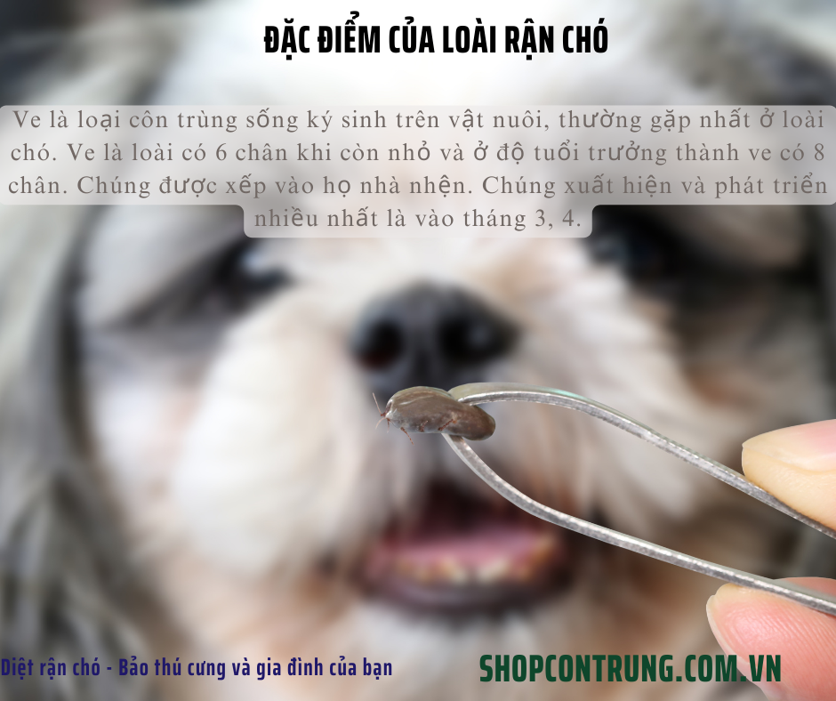 Đặc Điểm của loài rận Chó