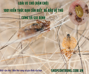 Loài Ve Chó (Rận Chó)