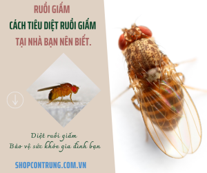 Ruồi giấm Cách tiêu diệt ruồi giấm tại nhà bạn nên biết
