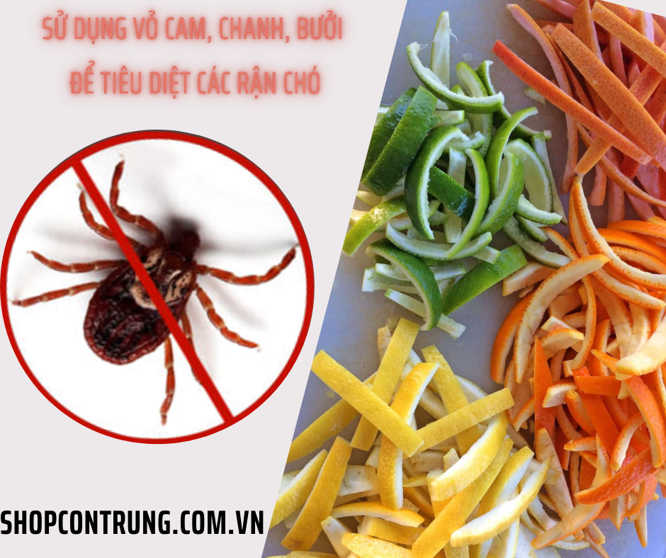 Sử Dụng Vỏ Cam, Chanh, Bưởi để tiêu diệt các rận chó