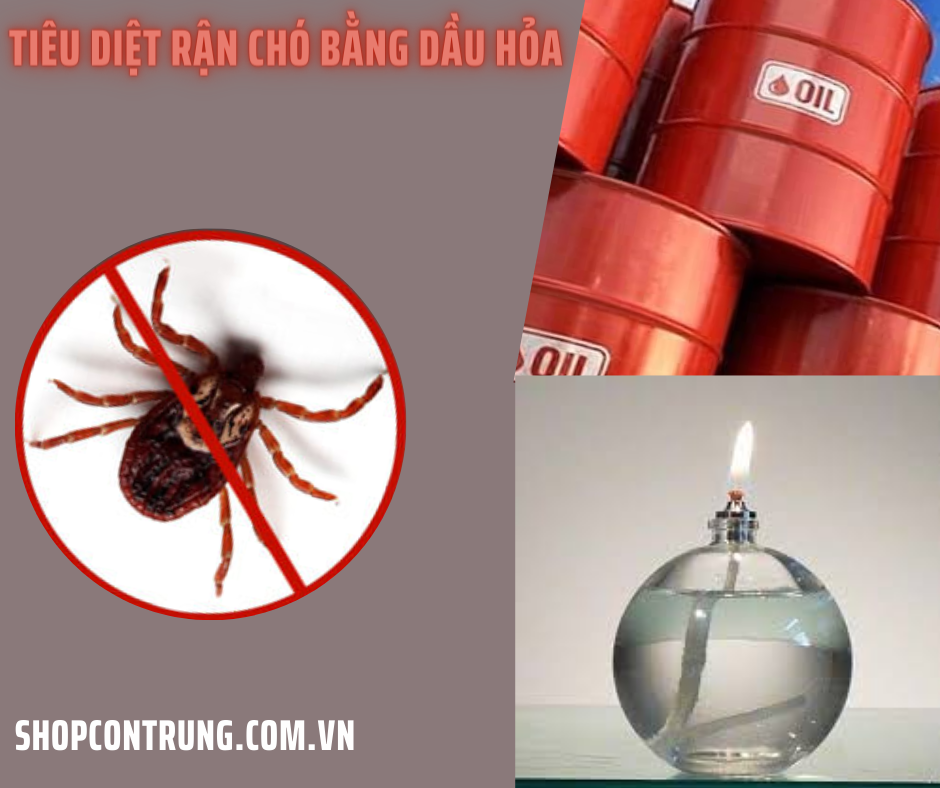 Tiêu diệt rận chó bằng dầu hỏa