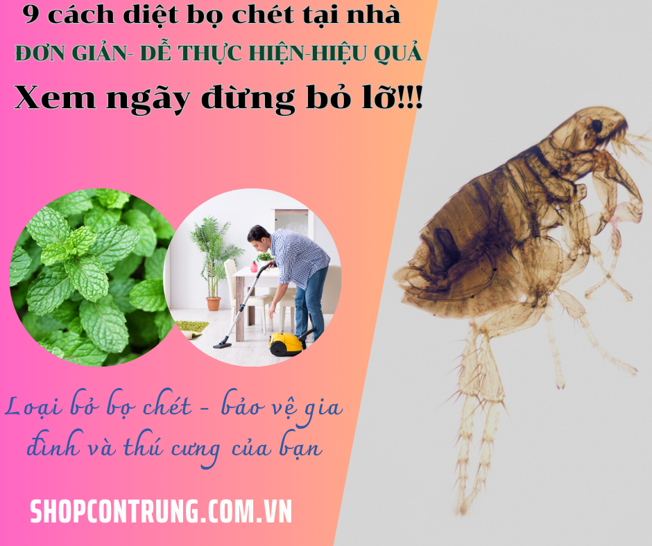 cách diệt bọ chét tại nhà