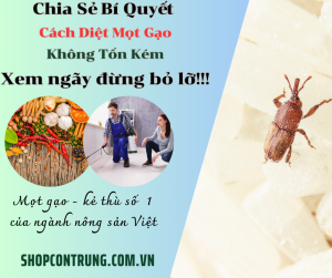 Chia Sẻ Bí Quyết Cách Diệt Mọt Gạo