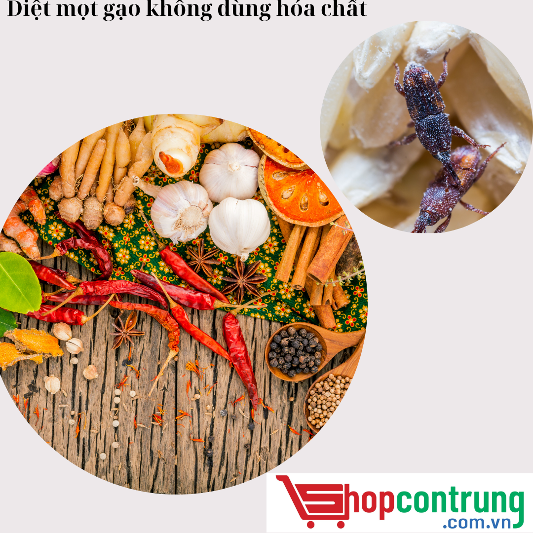 Diệt mọt gạo không dùng hóa chất