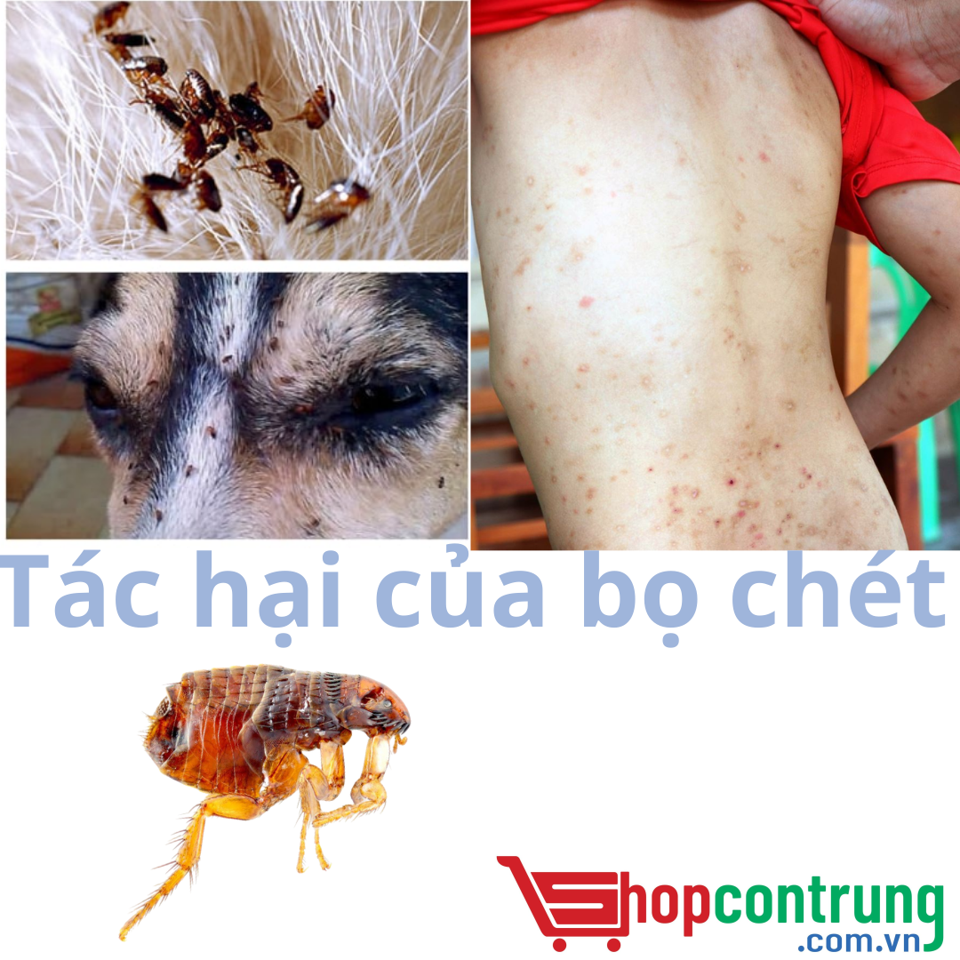 Tác hại của bọ chét