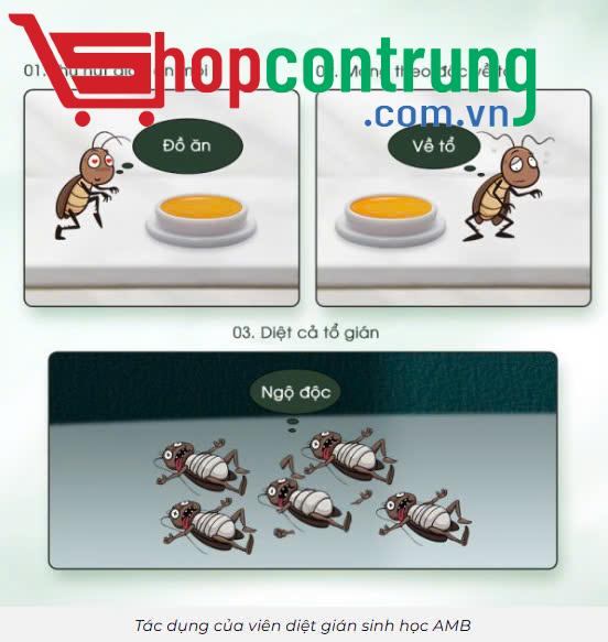 viên diệt gián AMB (1)