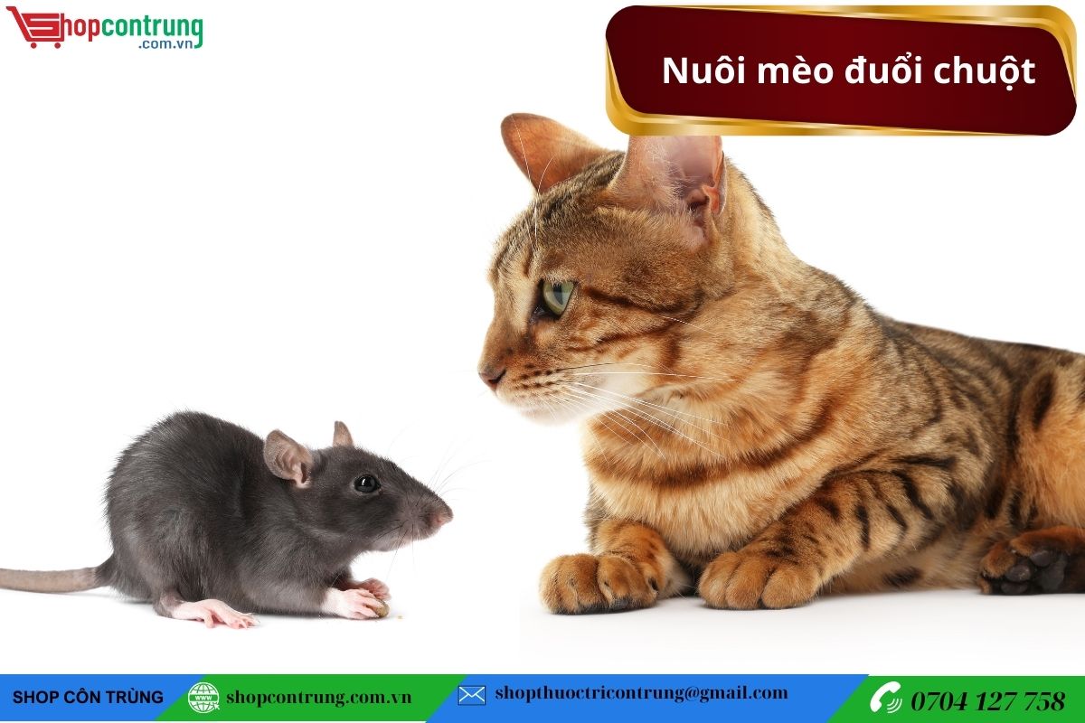 Nuôi mèo đuổi chuột