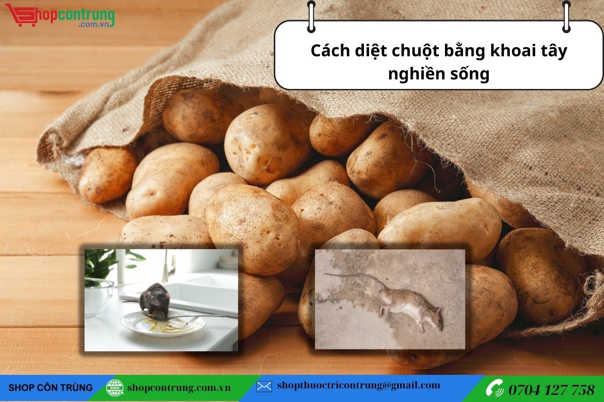 Cách diệt chuột bằng khoai tây nghiền sống