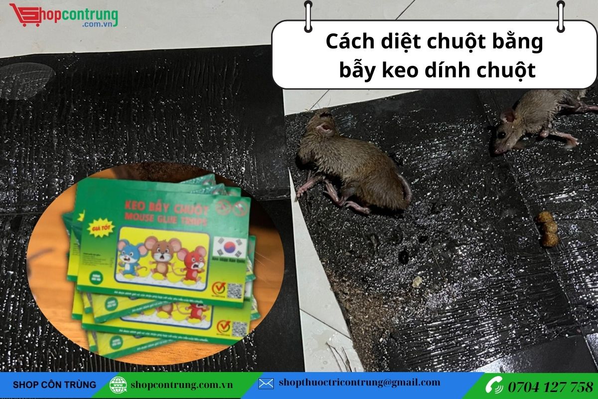 Cách diệt chuột bằng bẫy keo dính chuột