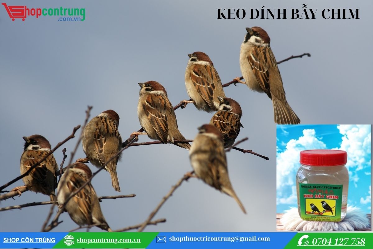 Keo bẫy chim sẻ 