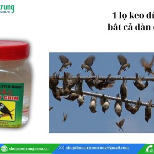 keo bẫy chim chất lượng Hàn Quốc