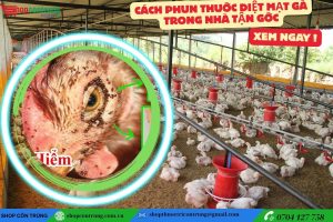 Hướng dẫn cách phun thuốc diệt mạt gà trong nhà