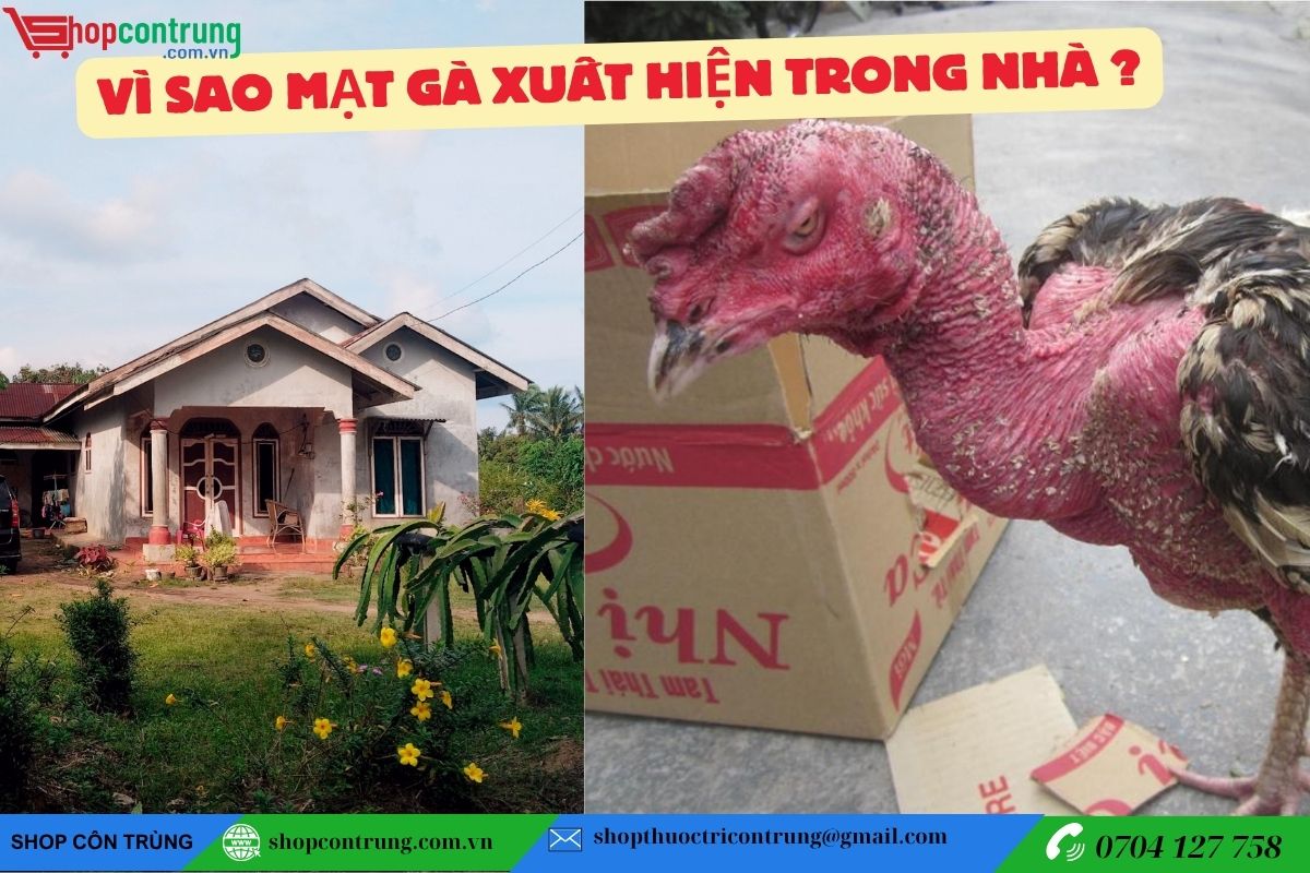 Tại sao mạt gà lại xuất hiện trong nhà ?