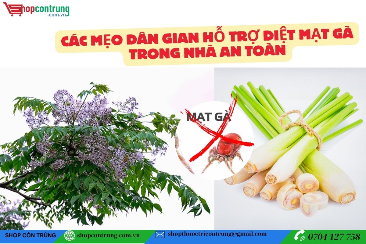 Cách diệt mạt gà không dùng hoá chất