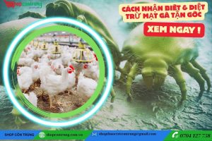 CÁCH NHẬN BIẾT VÀ DIỆT TRỪ MẠT GÀ TẬN GỐC