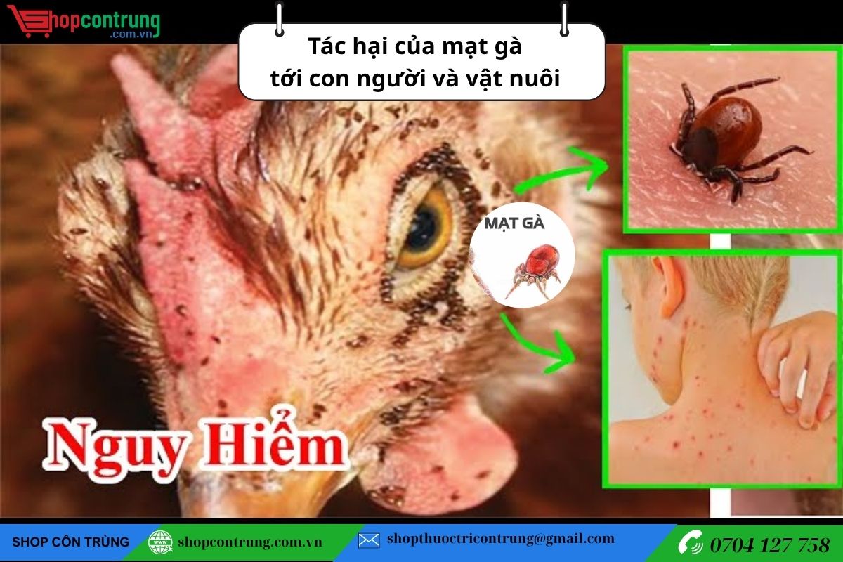 Tác hại của mạt gà