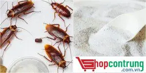 Cách diệt gián bằng xà phòng
