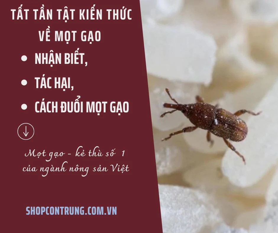 kiến thức về con mọt gạo